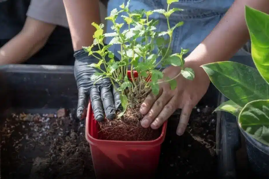 Como Plantar Hortelã