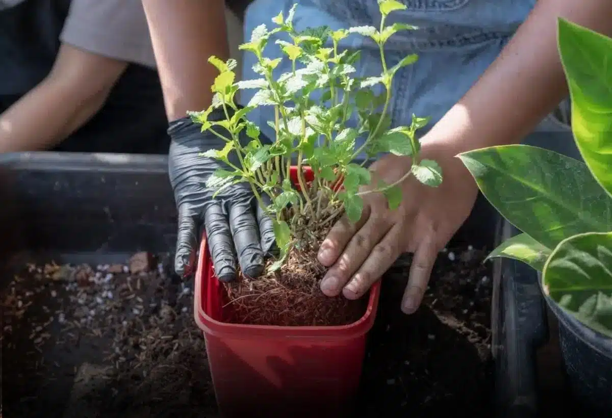 Como Plantar Hortelã