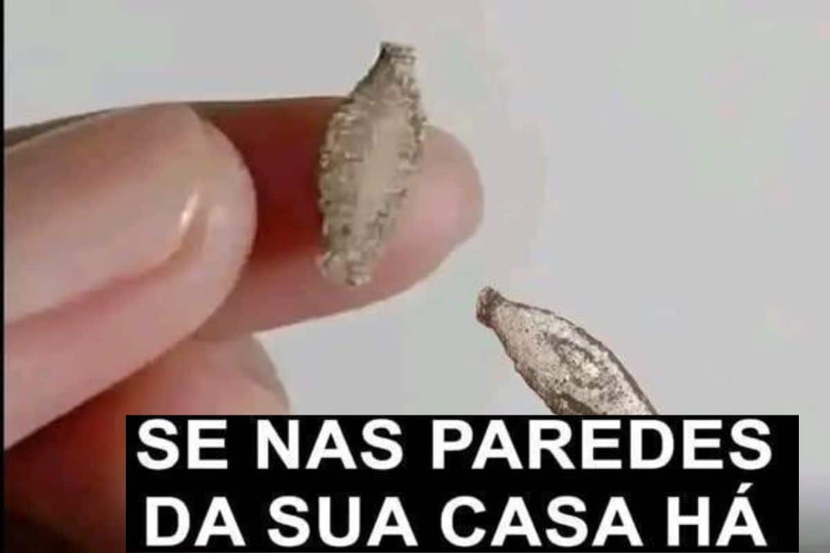 Por Que as Traças Comem Suas Roupas? Entenda o Motivo e Como Evitar