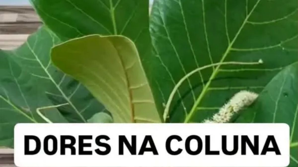 Chá natural que pode ajudar no alívio das dores na coluna👉 Ferva folhas de amendoeira