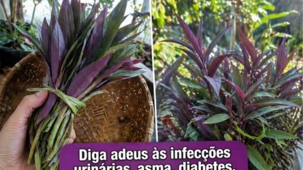 Os Incríveis Benefícios do Maguey Roxo para o Bem-Estar — e Como Preparar de Forma Segura