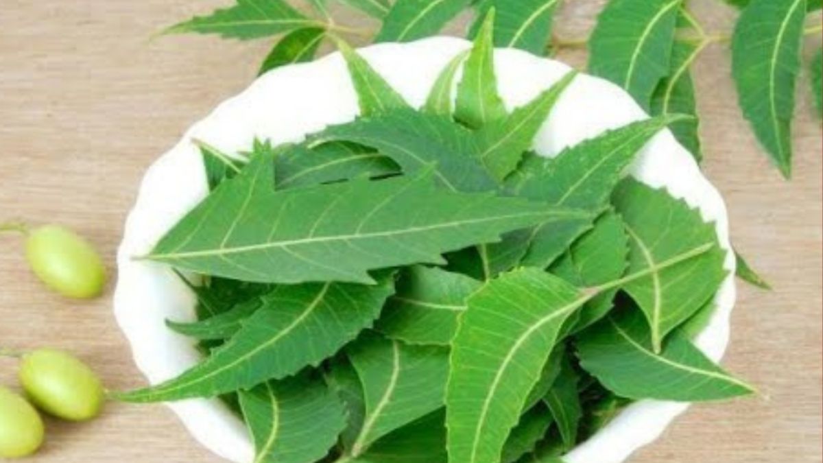 Chá da Folha Mágica: A Folha Que Combate Diabetes, Hipertensão, Elimina Dores no Corpo e Melhora a Circulação