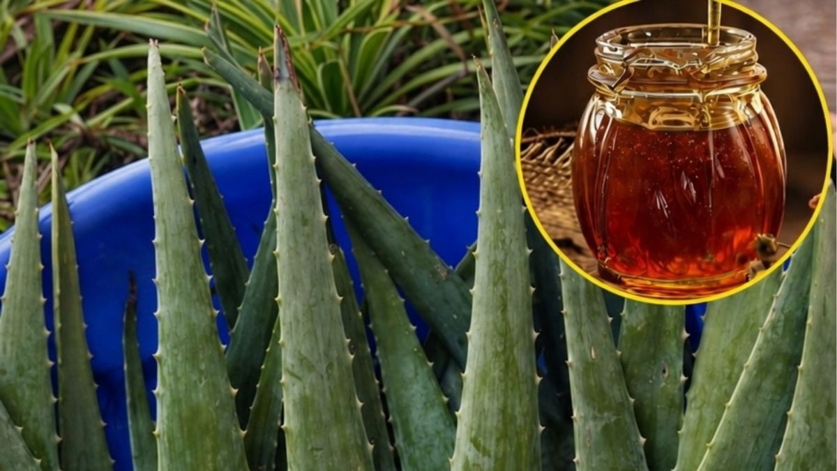 Aloe Vera com Mel: Um Aliado Natural que Merece Ser Conhecido (com Responsabilidade)